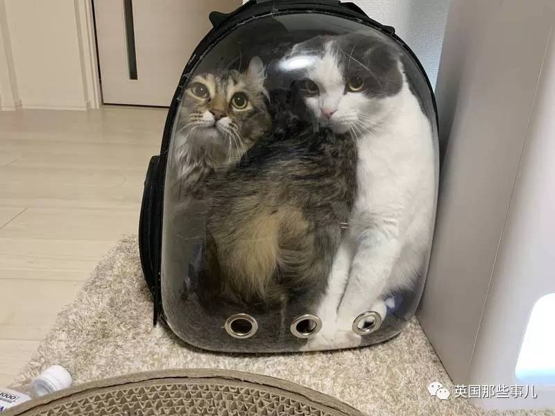 猫咪表情包喵星人,一组有故事的喵星人表情包