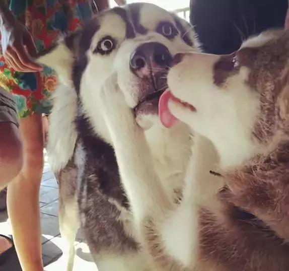 你家狗子是怎样迎接你回家过年的,你家狗子是怎么护食的