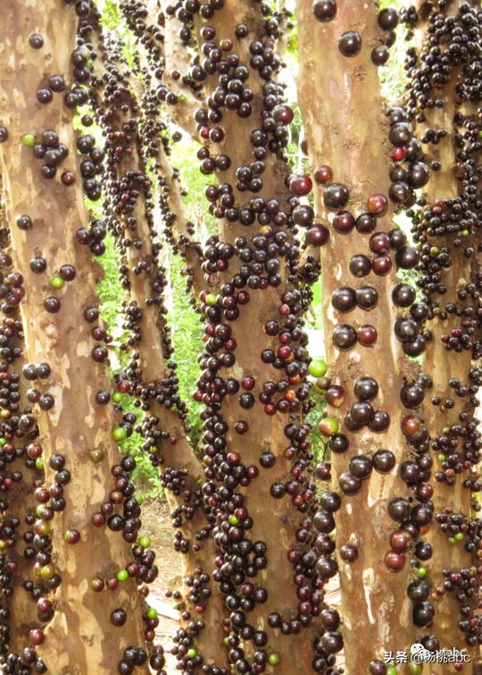 网络热门野生水果鉴定,鉴定网络热门水果仙人掌果实