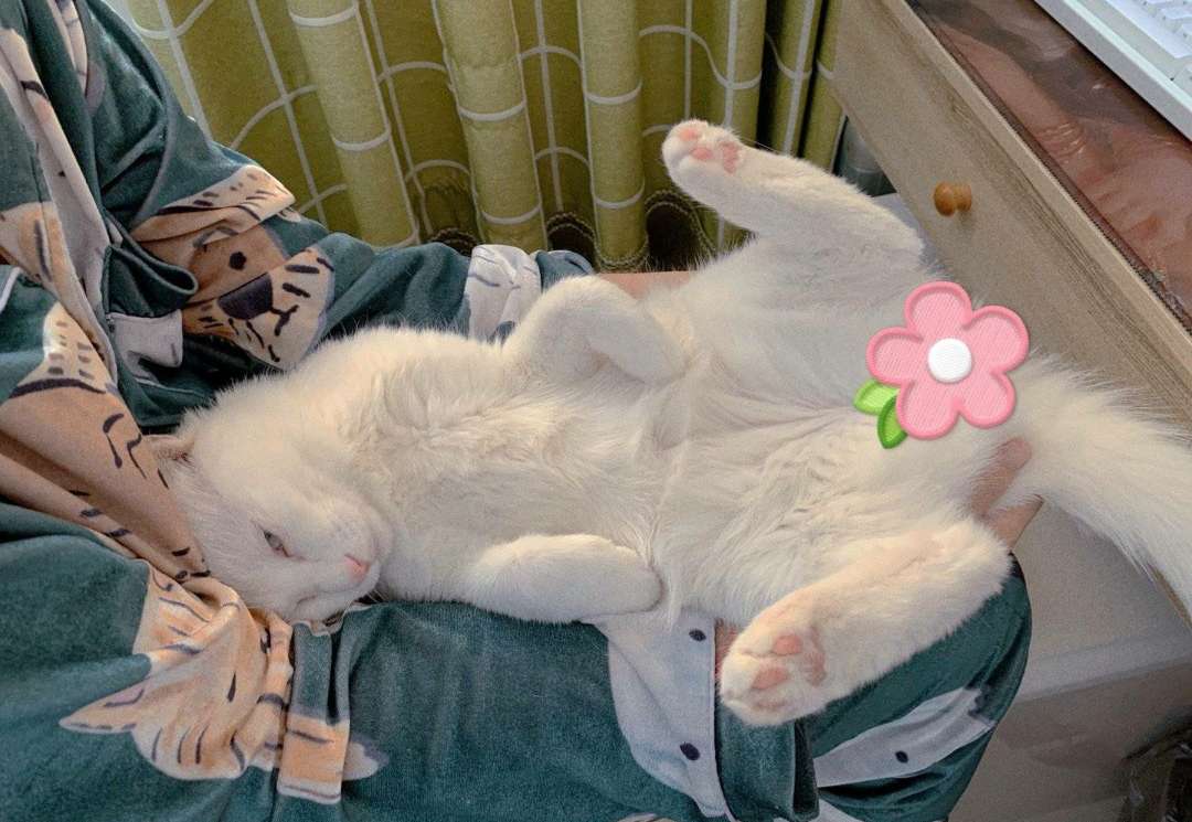 猫咪不同的睡姿,表达的情绪可不一样,快看看你家猫咪属于哪种？