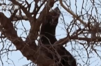 你们吃的野味蜜獾，居然是称霸非洲的平头哥