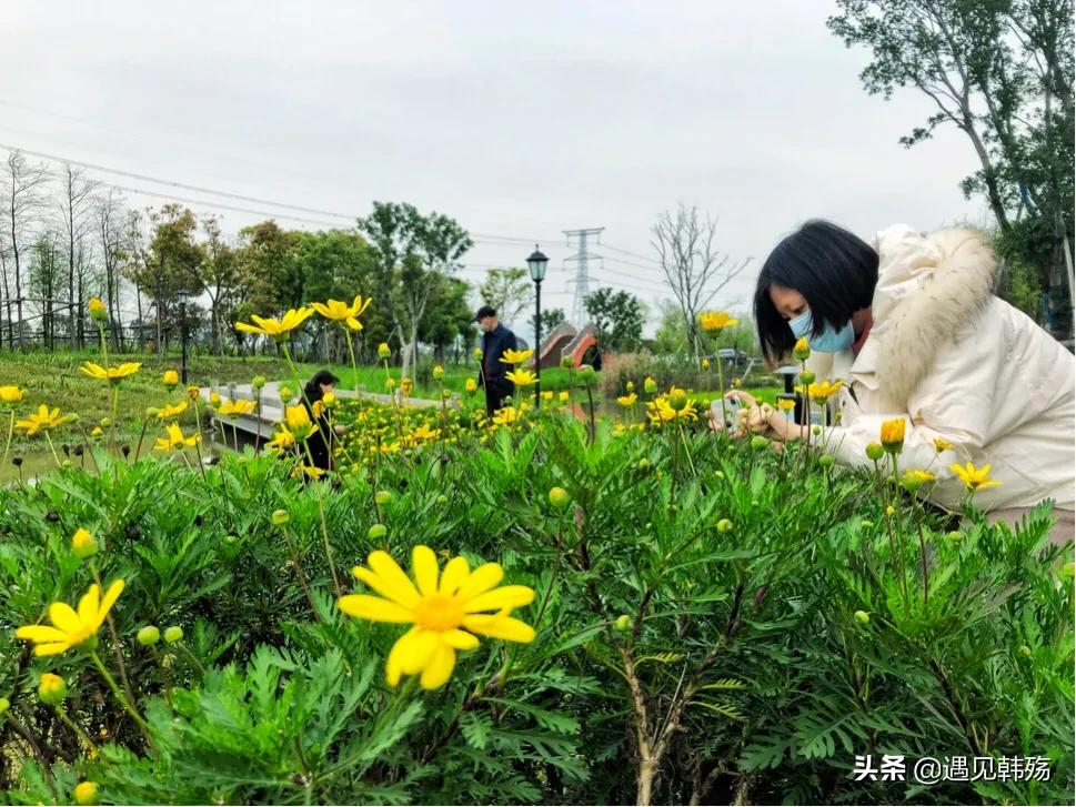 花海生态公园最新,春暖花开湿地公园