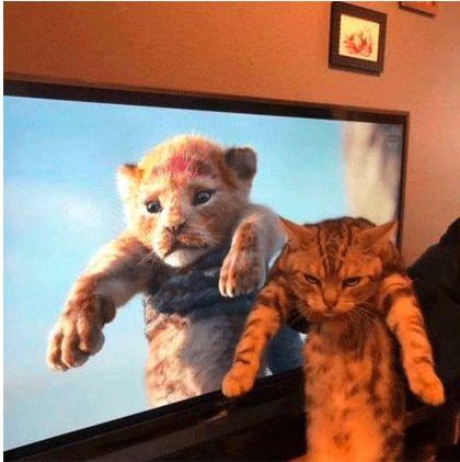 新版狮子王值得看吗,新版狮子王值得买吗