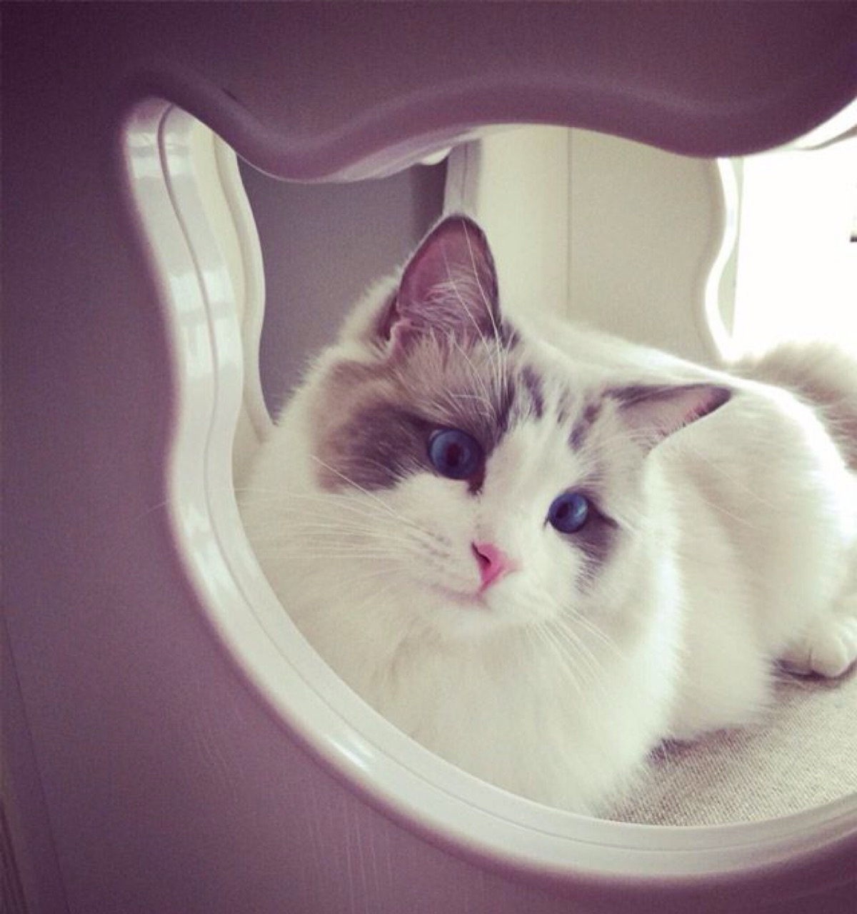 猫有味觉么,猫的味觉是人的几倍