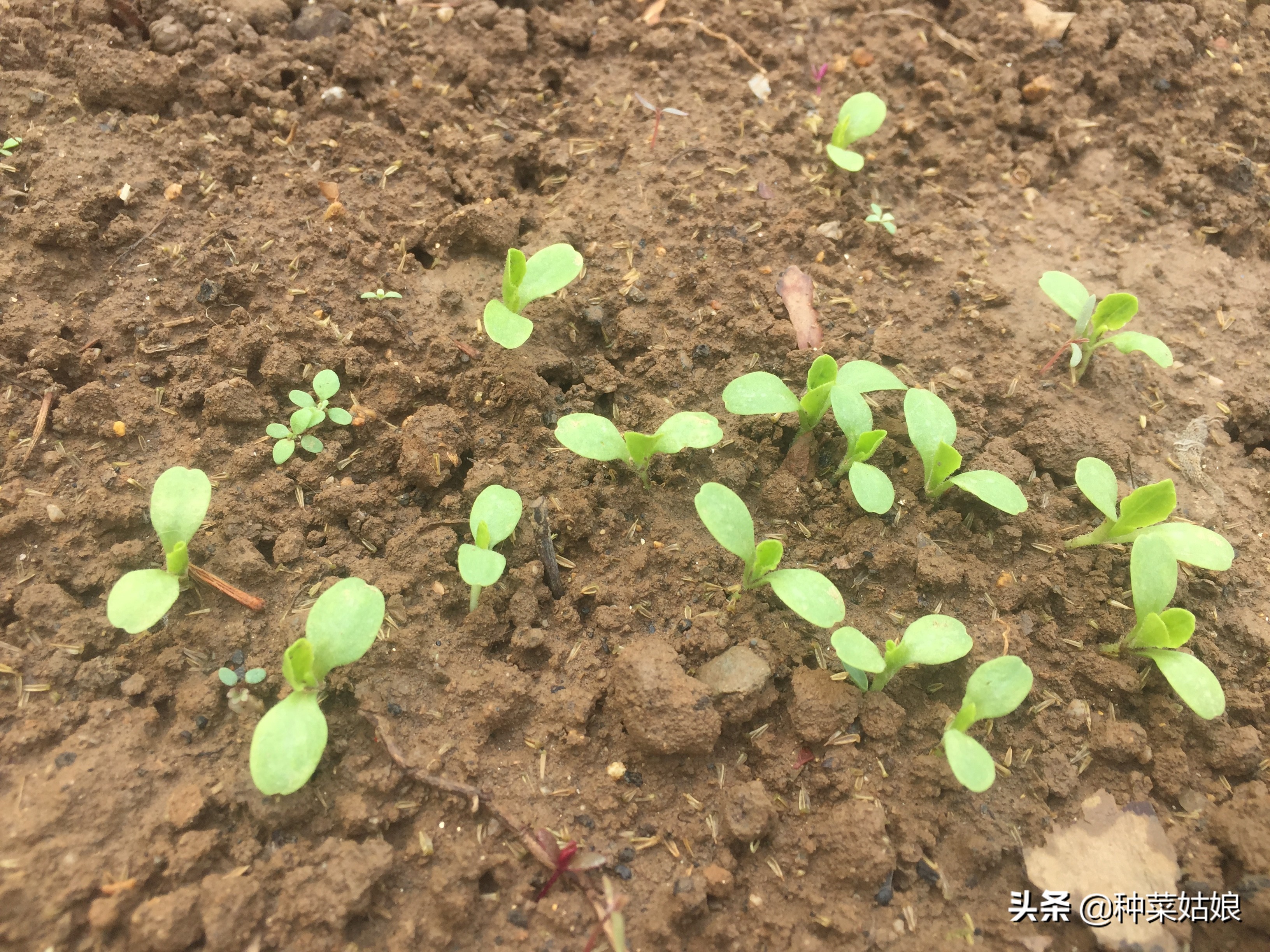 种菜小苗又细又长怎么处理,种菜出苗太多怎么办