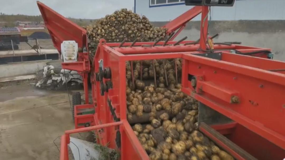 林口栽洋芋,林口马铃薯