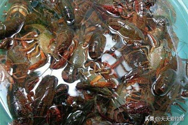 小龙虾钓法野钓附近,小龙虾垂钓怎么钓