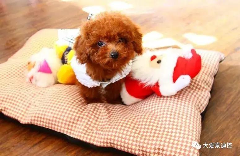 茶杯犬养什么品种比较好,茶杯犬好养吗茶杯犬的寿命多长