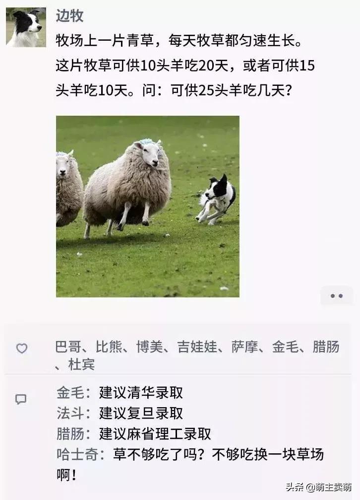 狗狗如何拟人化,狗行为拟人化