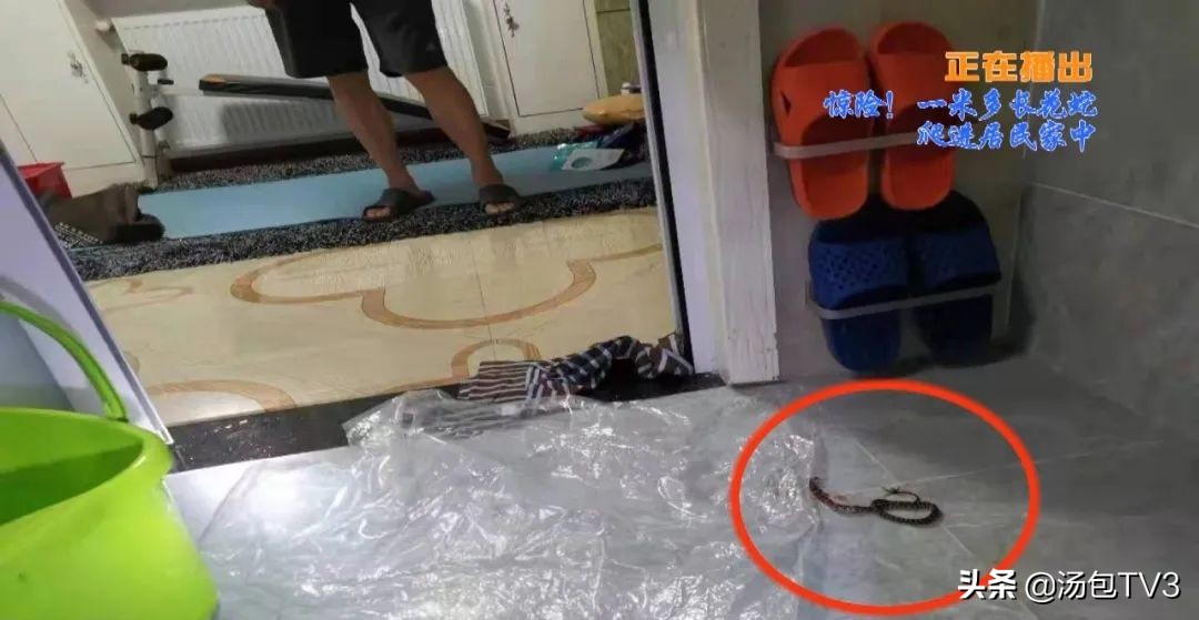 惊险！居民家中竟然有蛇出没这份防蛇攻略请收好
