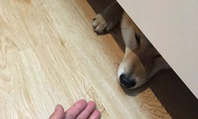 狗狗躲在床底下是表达什么意思,狗狗为什么喜欢躲床底下睡觉