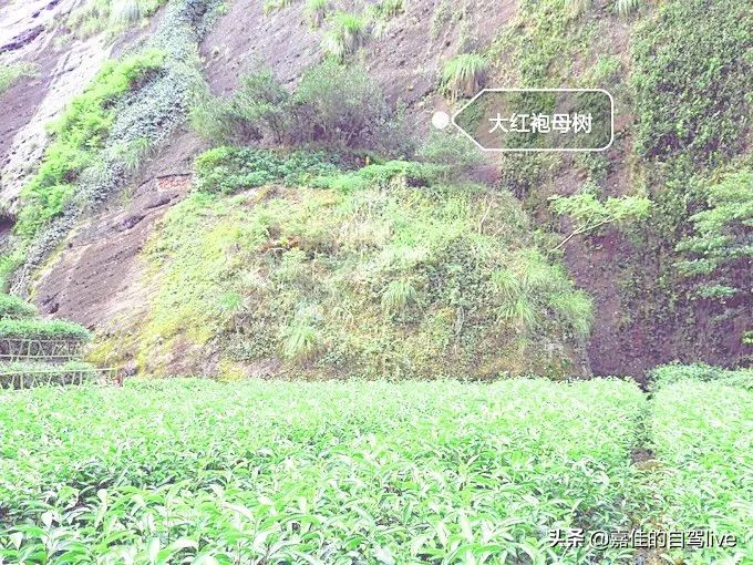 泉州到武夷山两日游攻略价格,武夷山报团两日游费用多少钱