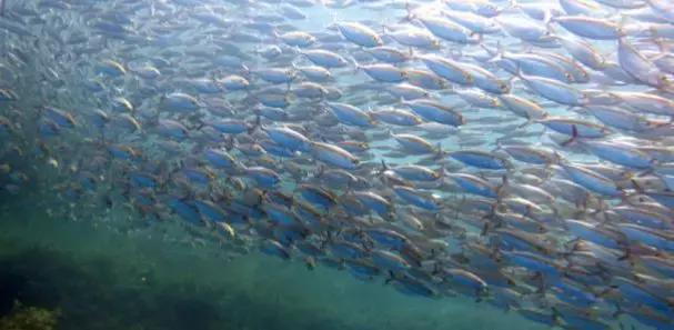 帕劳自由潜水完整视频,帕劳自由潜水玩法