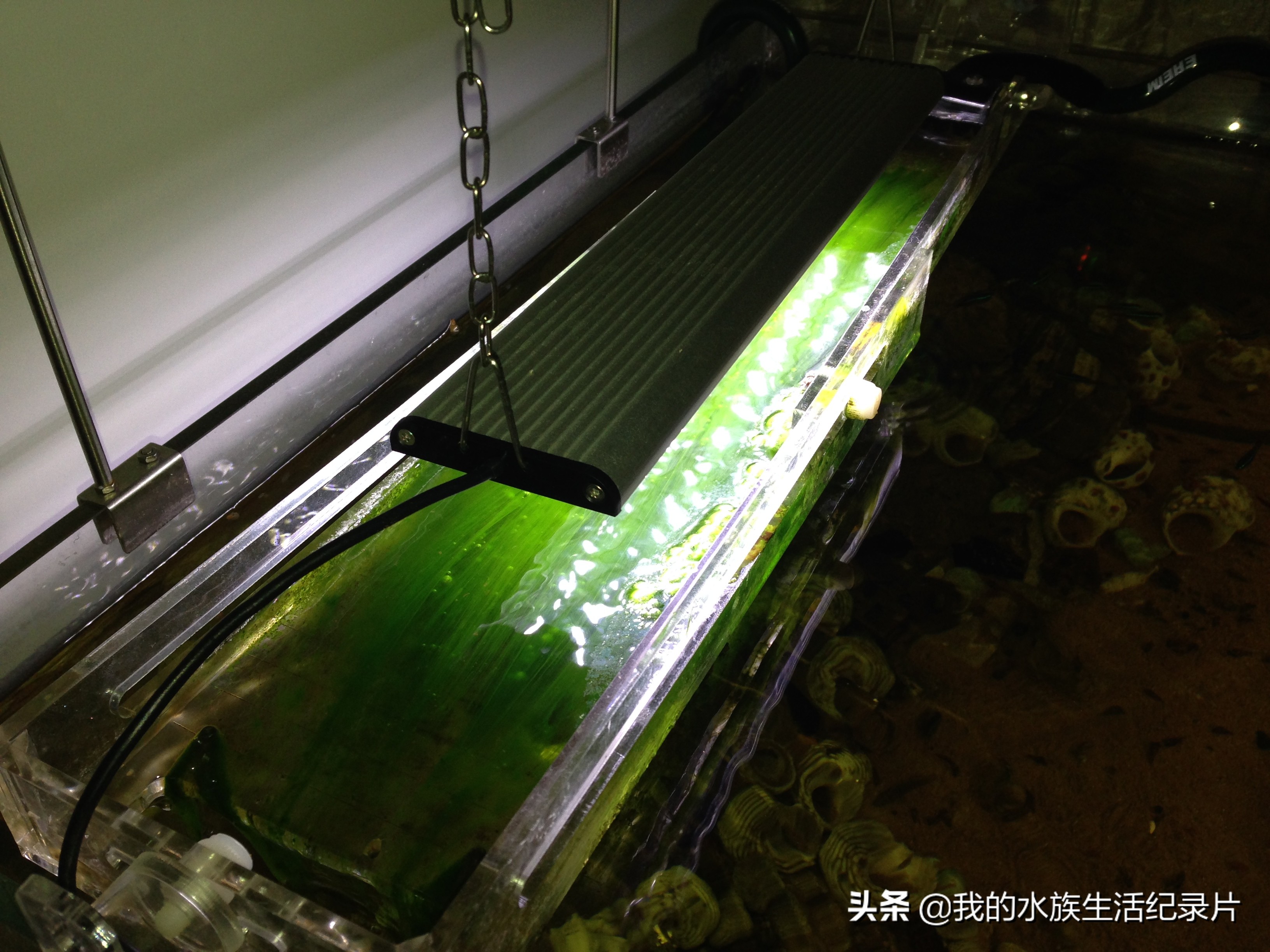 亚克力板做鱼缸用什么胶水,用亚克力板做鱼缸需要多厚