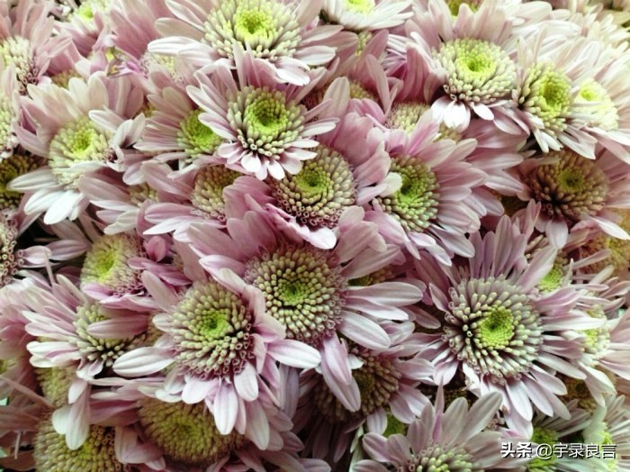 最新早安励志语录句句激励人心,励志阳光正能量文案早安