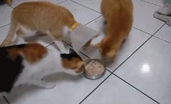 耻辱圈需要一直戴着吗,耻辱圈戴多久可以摘掉