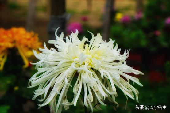 读“菊”，读出其自然本性与人文意象