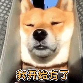 狗狗细小大便颜色及症状,狗狗被细小感染多久出现症状