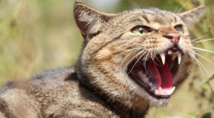 黄鼠狼与猫的战斗,黄鼠狼和猫谁抓老鼠厉害