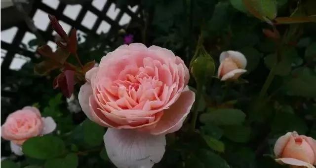 每天学习一点点——100种玫瑰品种科普