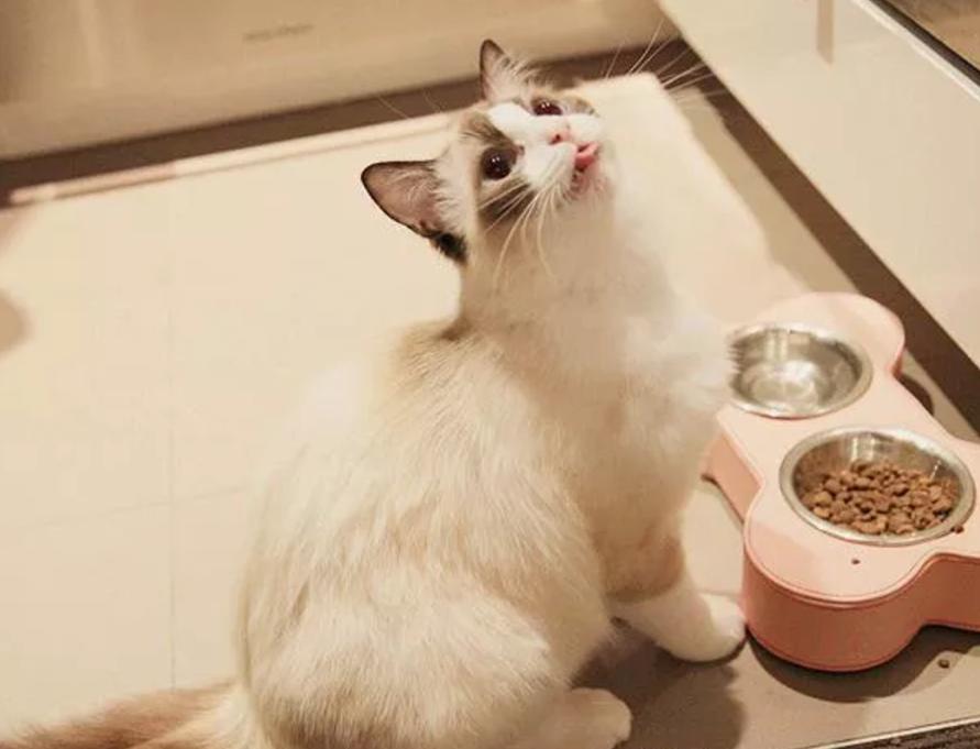 猫咪挑食只吃猫粮怎么快速解决,猫猫挑食什么猫粮治挑食