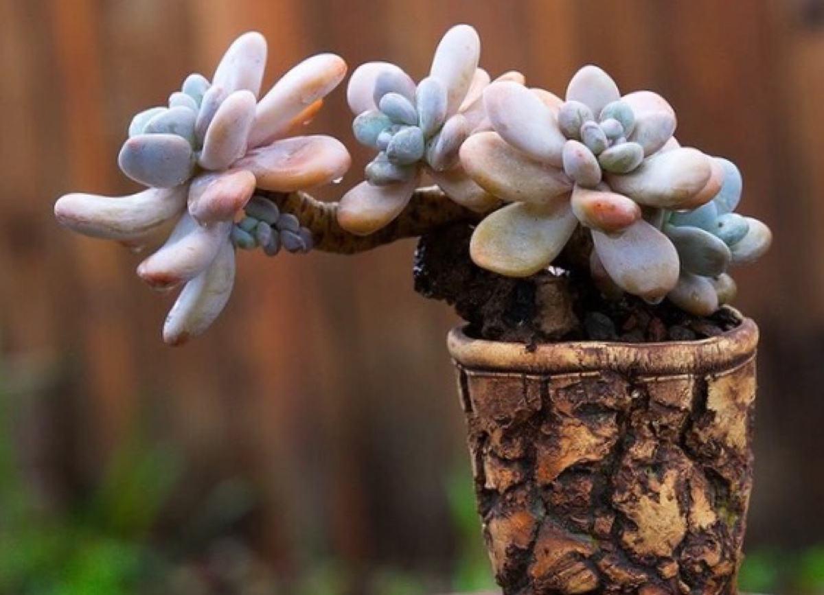 怎样让多肉火焰蒂亚叶片肥厚,多肉怎样让叶子肥厚有层次感