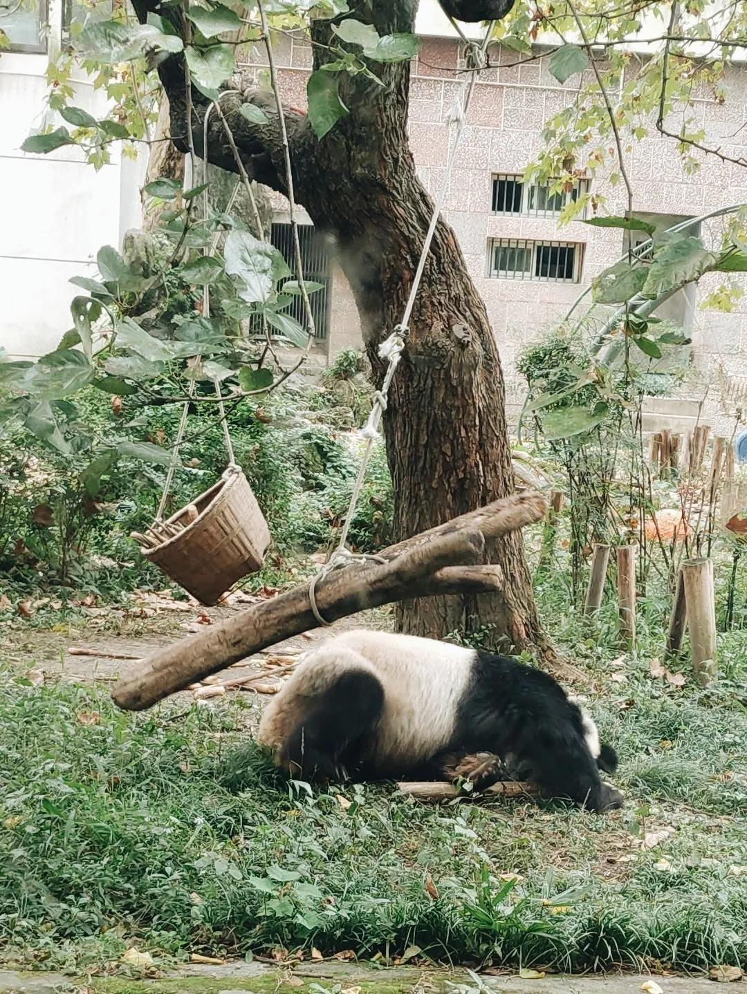1h刹拢！想看大熊猫就去这3个地方，人少像包场，散养小熊猫