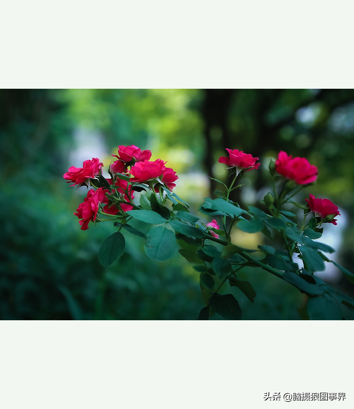 超清玫瑰花唯美图片,高清浪漫玫瑰花照片