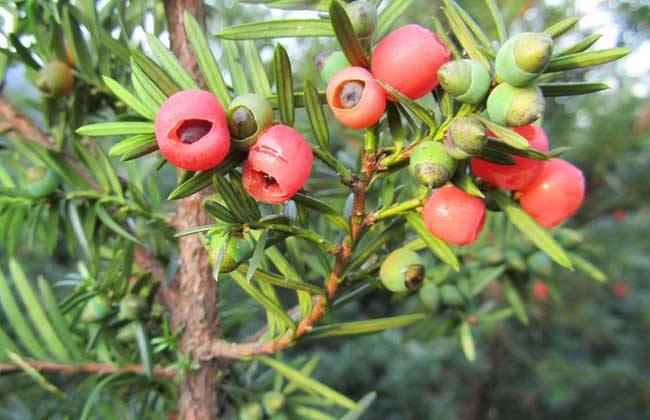 红豆杉最适合的地区,红豆杉树为什么那么珍贵