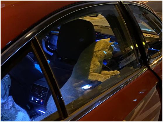 26年前我在标致505上呆了四小时，而立之年我提车508L