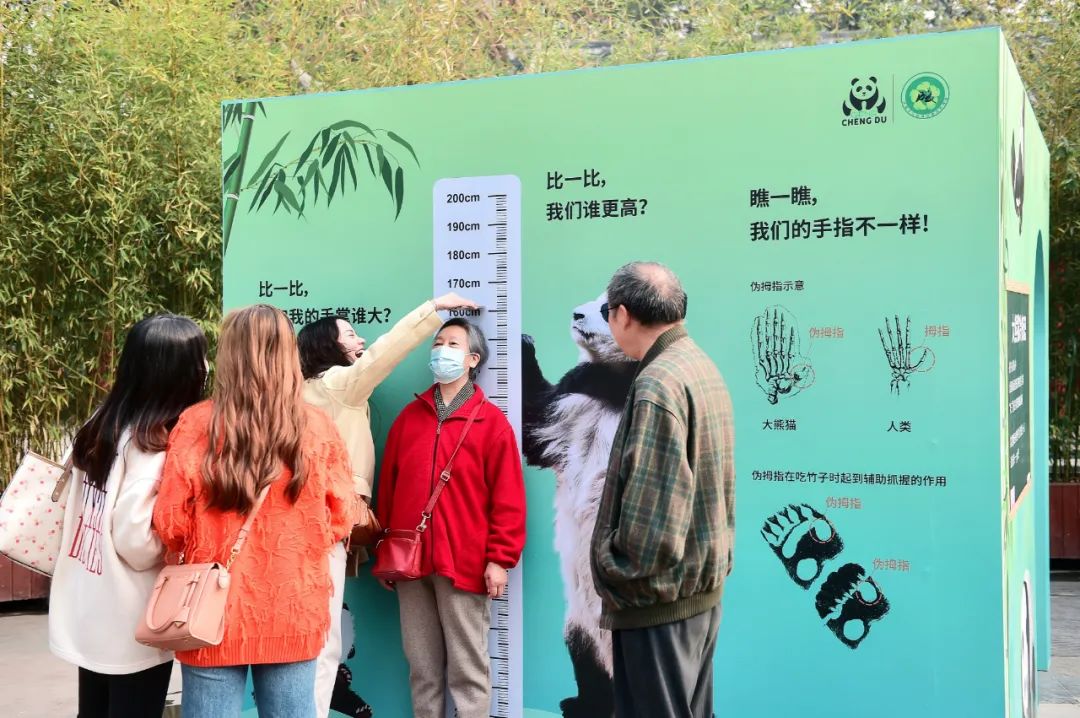 来成都看大熊猫攻略,成都看熊猫旅游攻略来了