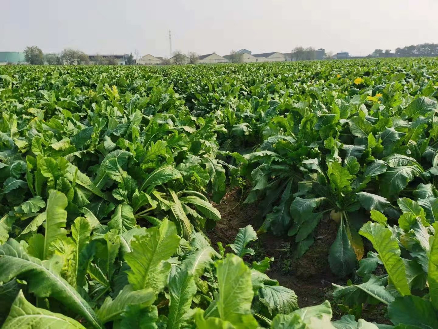 萝卜干熬出来的汤喝了起啥作用,老萝卜干煮水喝有什么作用