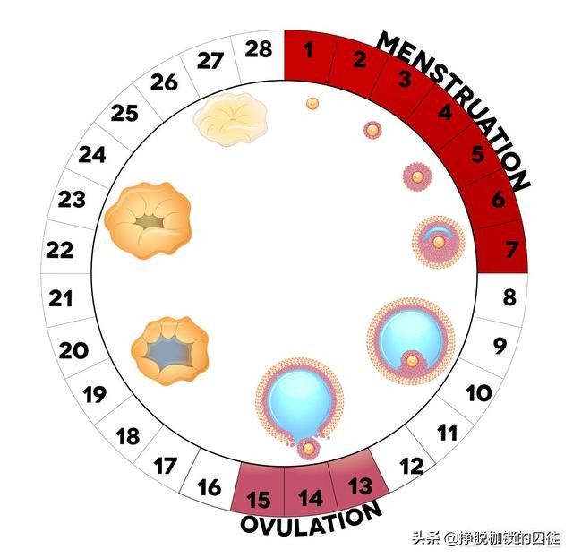 月经完和第五天属于安全期吗,月经后七天是安全期吗会怀孕吗