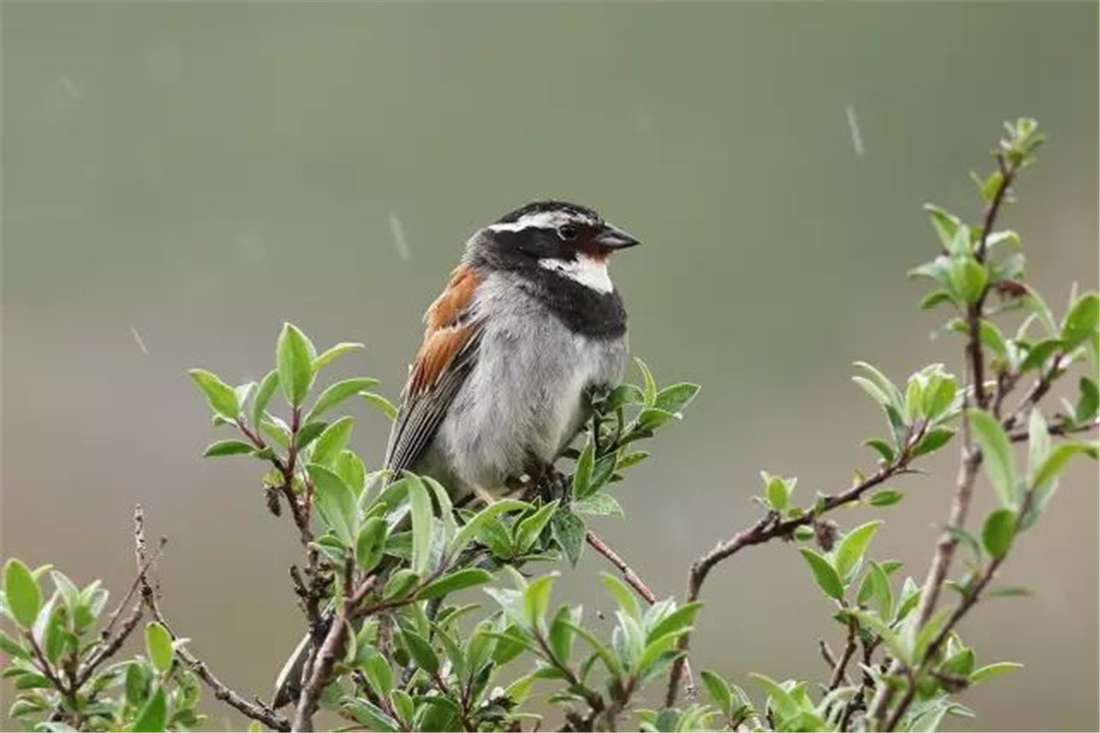 钘忛箑涓轰綍鍦ㄩ噹鐗︾墰鐨勮剼鍗伴噷绛戝发,钘忛箑鏄粈涔堥笩