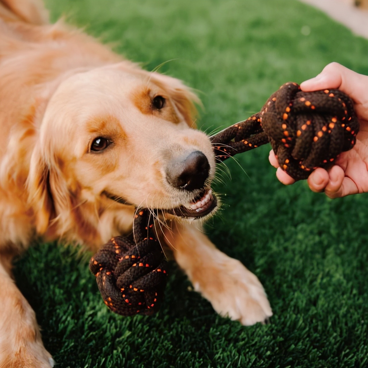 狗狗开心是不是活得更久,狗狗开心时有哪些反应