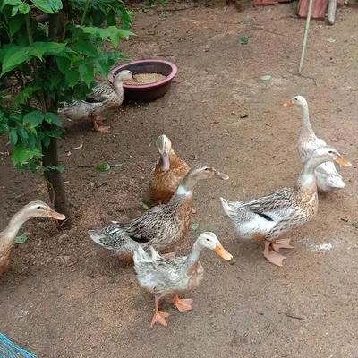 农村6070年代农民的生活习性,真正的六十年代辛勤农民生活