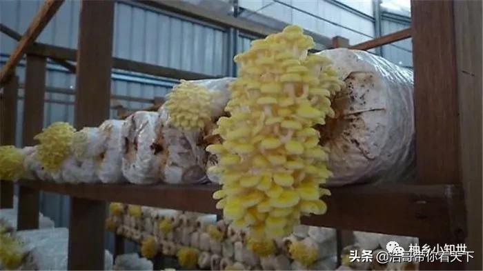 新鲜黄金菇多少钱一斤,黄金菇产量最多的菌包