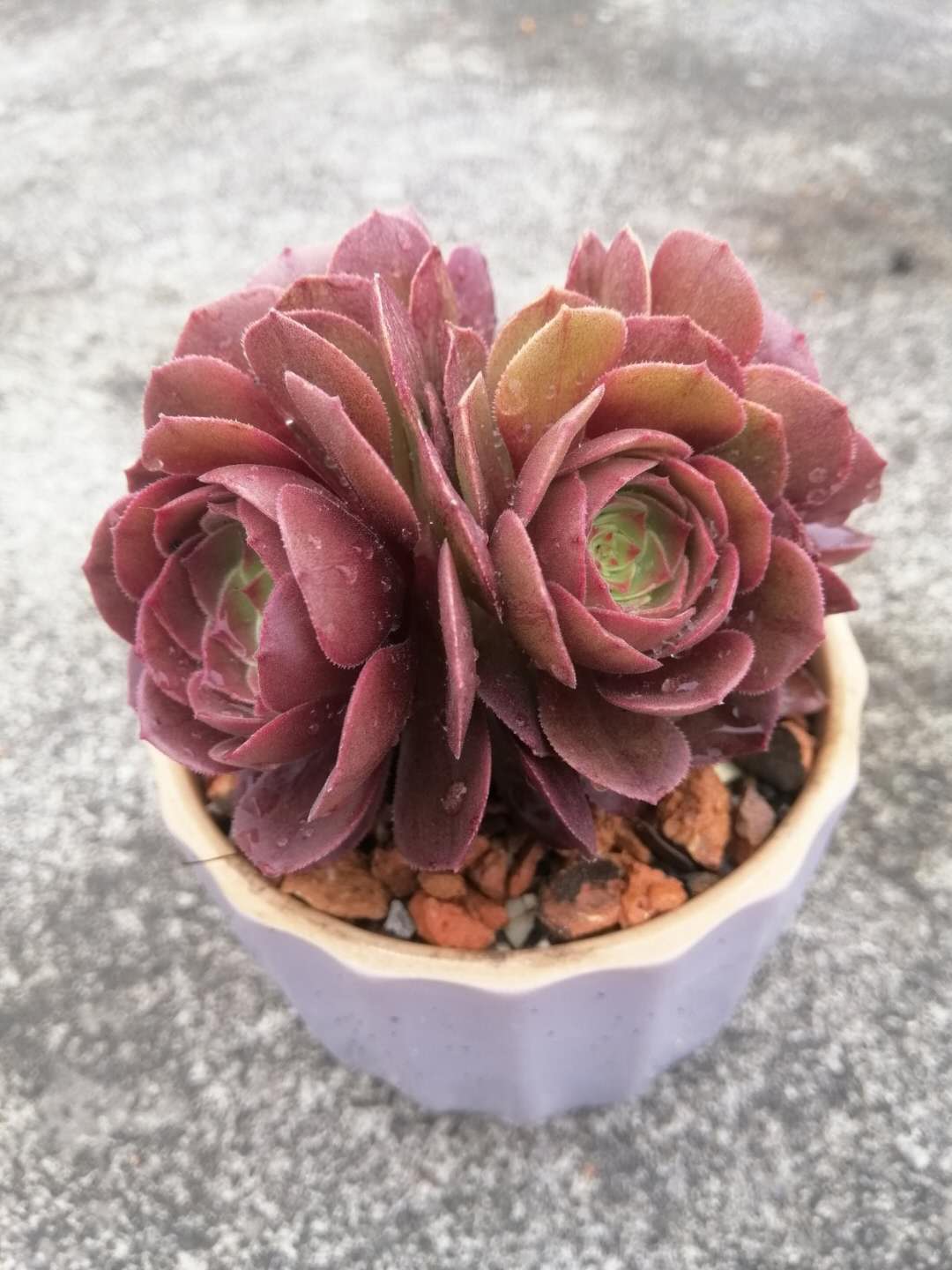 多肉法师夏季不用浇水吗,多肉法师要不要施肥