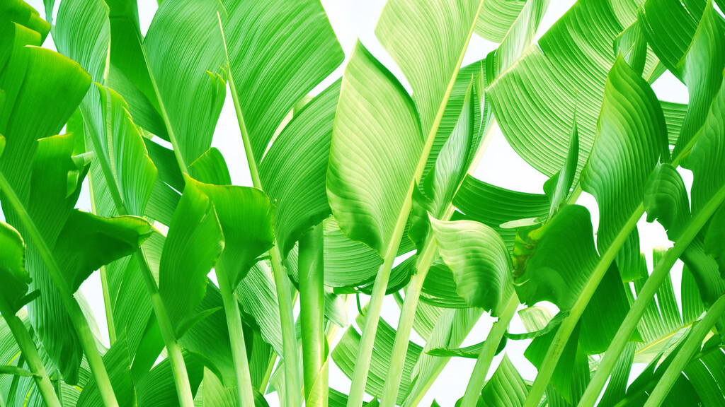 三首清新的咏芭蕉诗词，韵味悠长，美不胜收