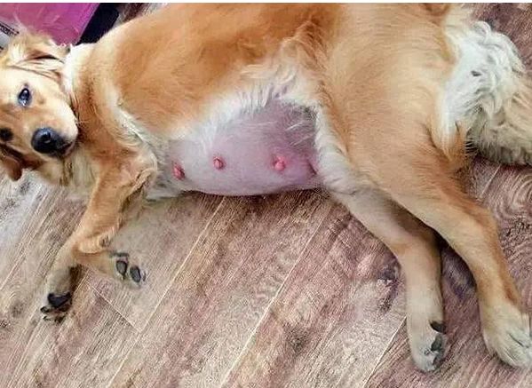 准备好迎接了吗英文翻译,准备好迎接除夕了吗