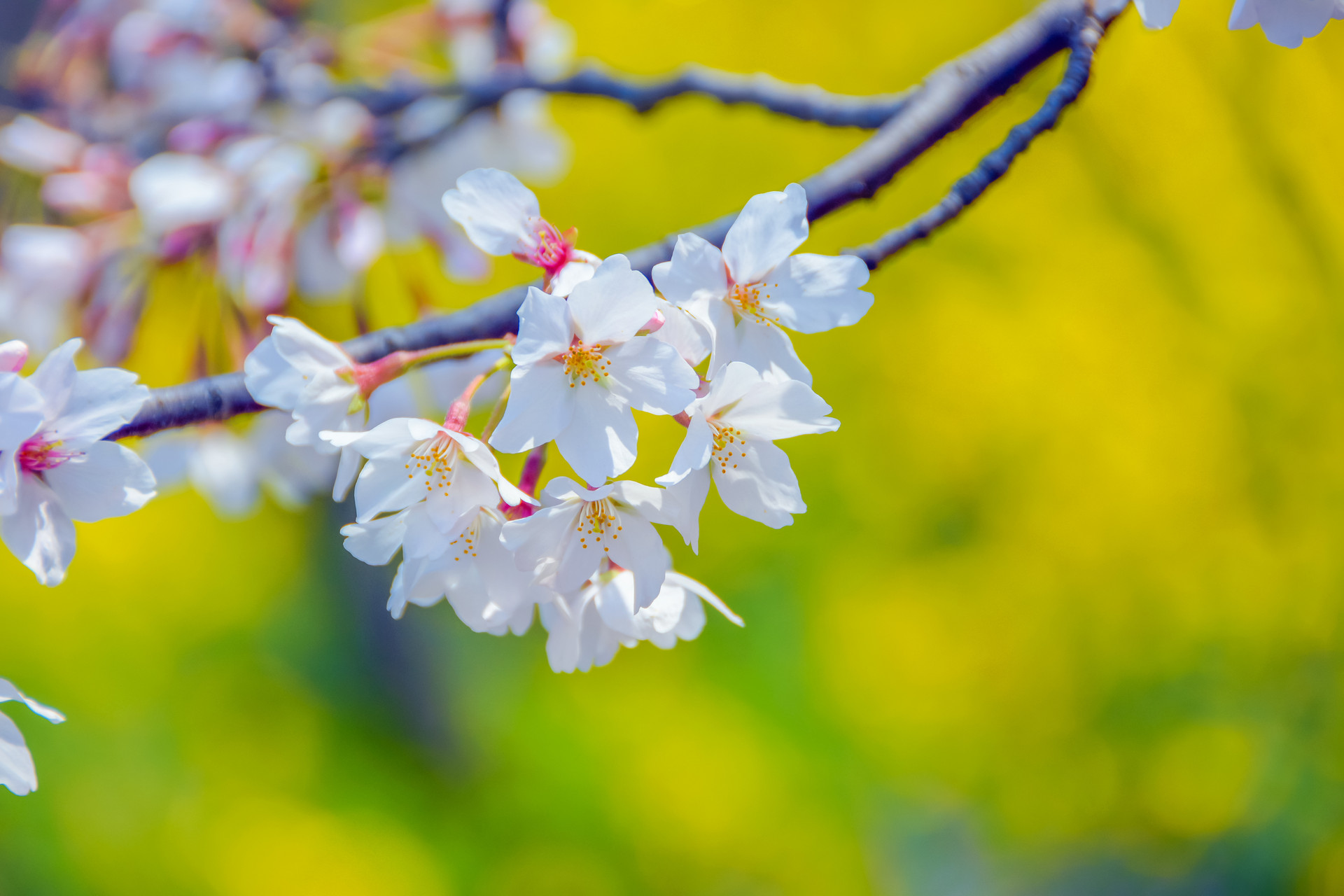 描写春天的诗词100首,自创春天现代诗词100首