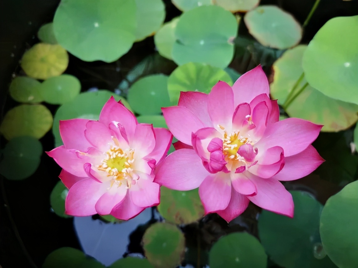 5种花随便养都能活,5种花叶子不能喷水一喷就全烂了