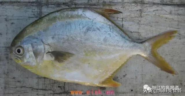 中国本土最便宜的鱼10种,哪些鱼档次又高又便宜