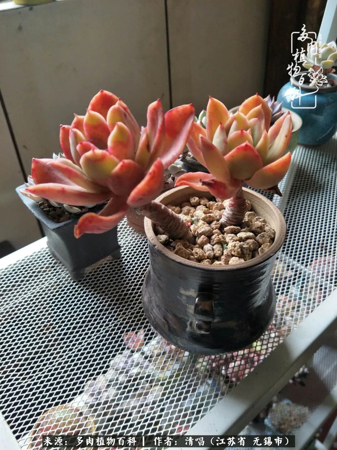 多肉植物百科好看又好养的多肉,喜欢多肉的朋友欢迎光临多肉园艺