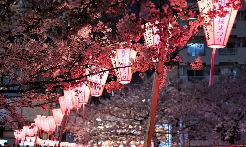 日本樱花现在还在开吗,日本樱花快要开放了吗