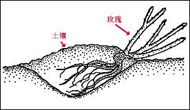 玫瑰不容易种活,玫瑰种植易养活