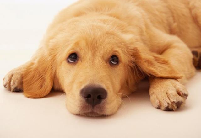 养金毛的好处与坏处,养金毛的6个好处