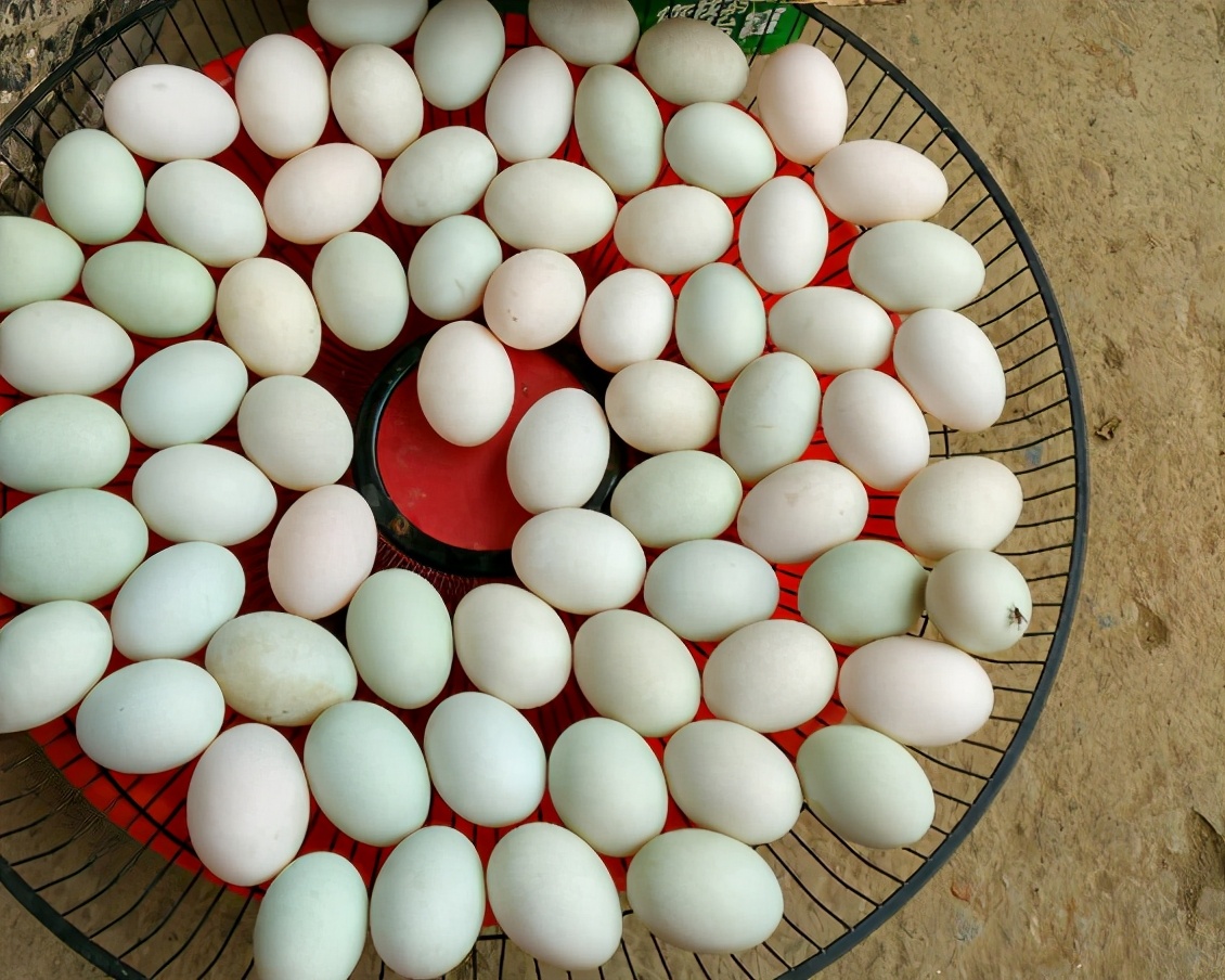 腌咸鸭蛋怎么腌才会出油,腌咸鸭蛋怎么腌才冒油