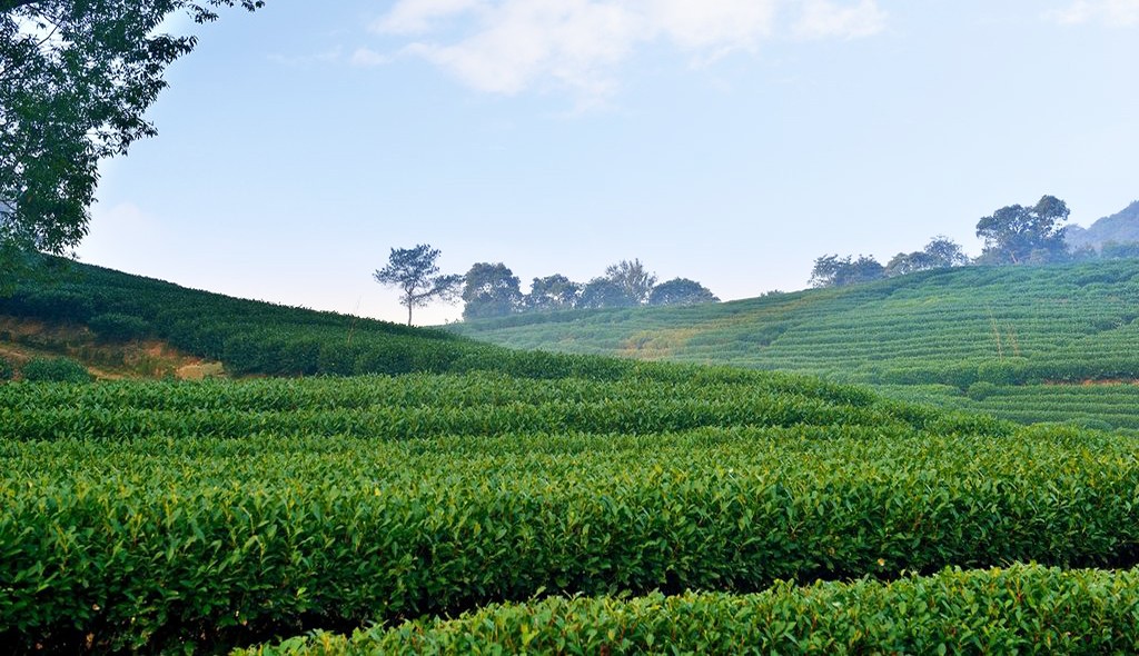 武夷山千禧大酒店金凤凰,武夷山千禧酒店温泉