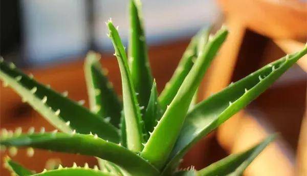 养芦荟用什么盆最好,在家里养芦荟居然有这么多好处